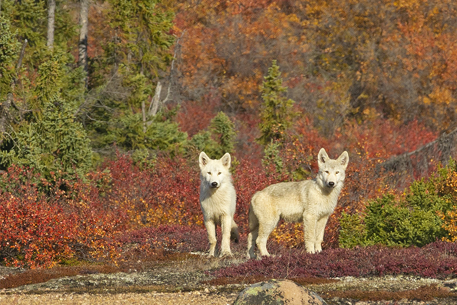 Caribou, Wolves and Northern Lights