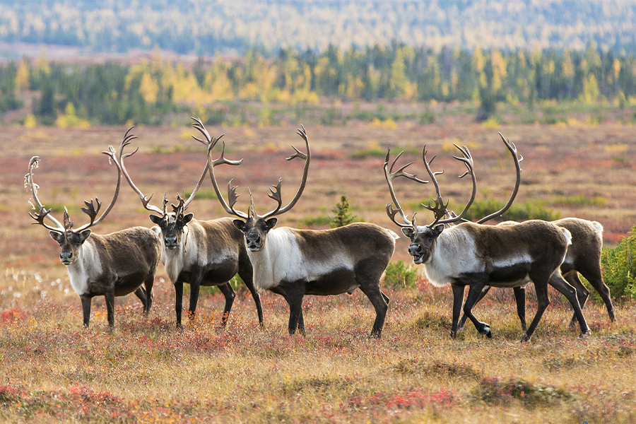 Caribou, Wolves and Northern Lights