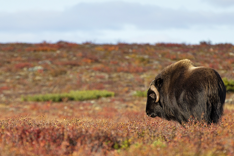 Caribou, Wolves and Northern Lights