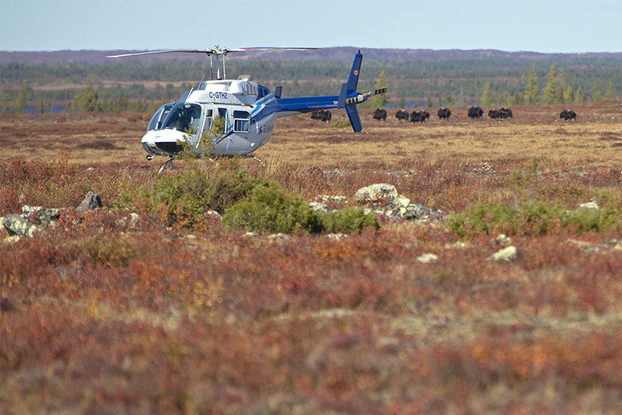 Caribou, Wolves and Northern Lights