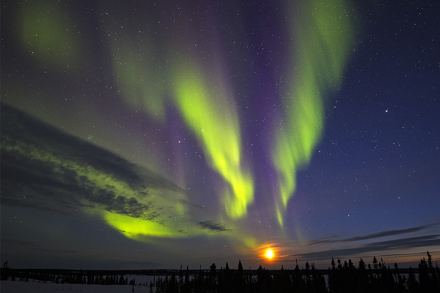 Caribou, Wolves and Northern Lights