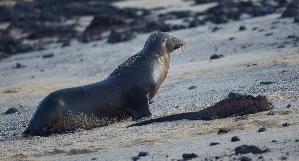 Galapagos Sea Lions