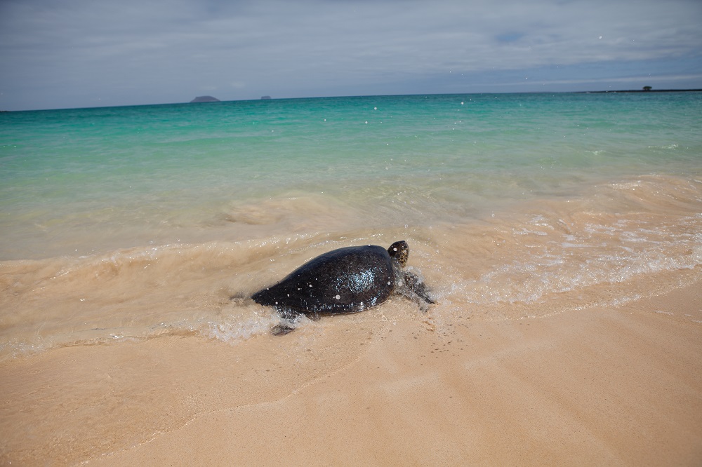 Galapagos Turtle