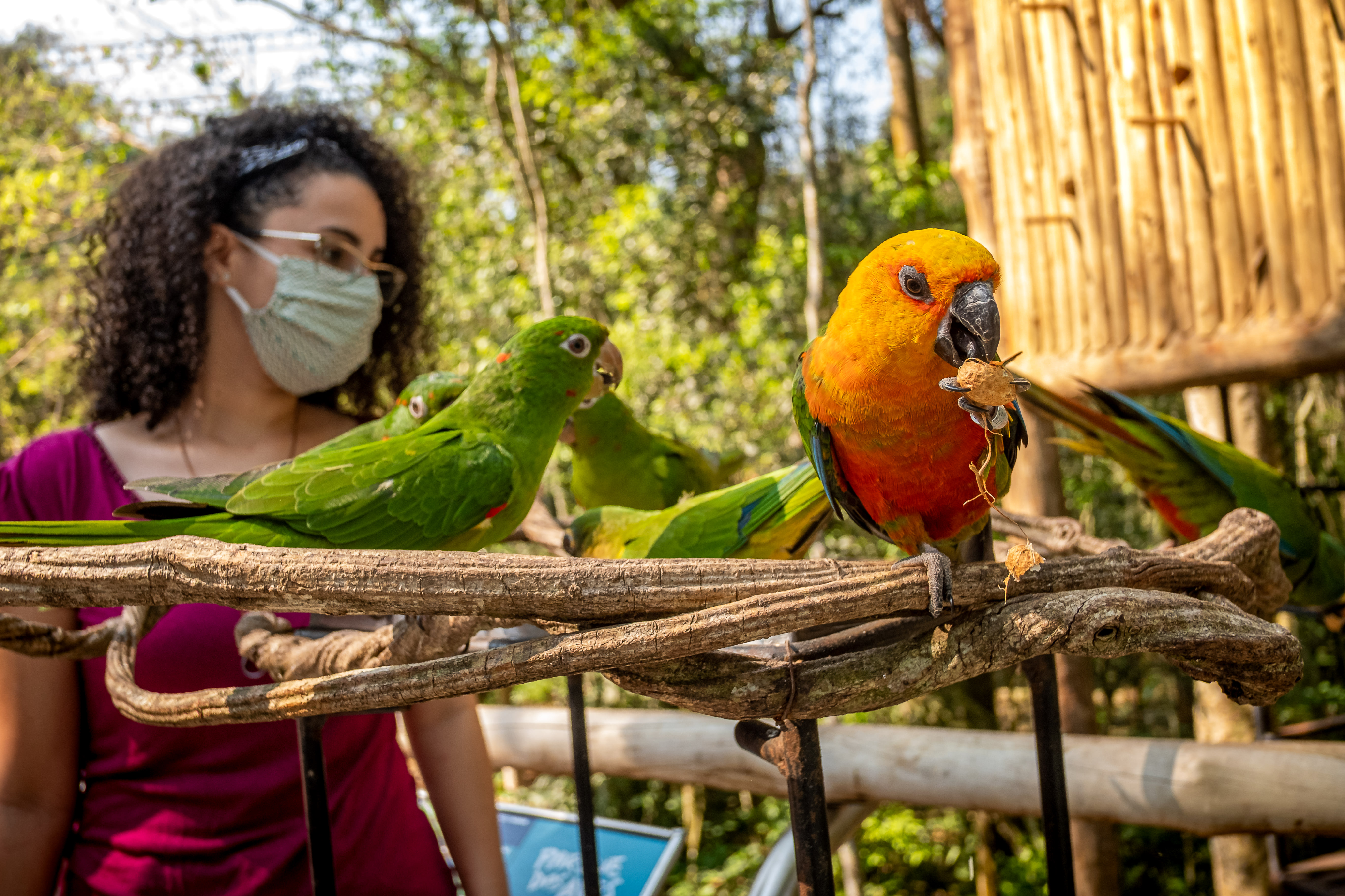 Iguassu Falls- Birdpark