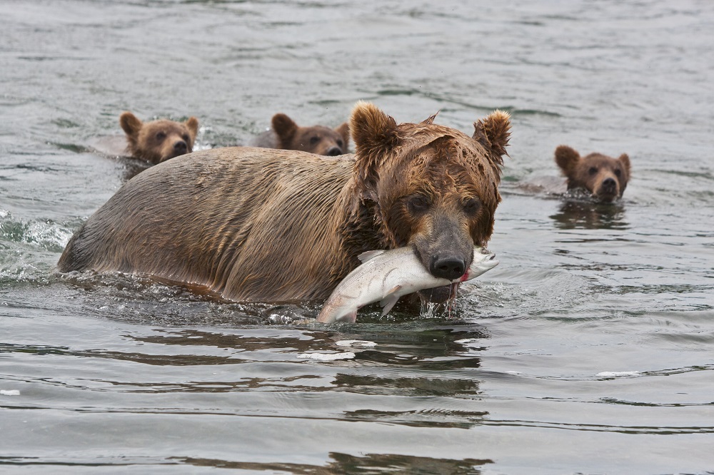 Kamchatka