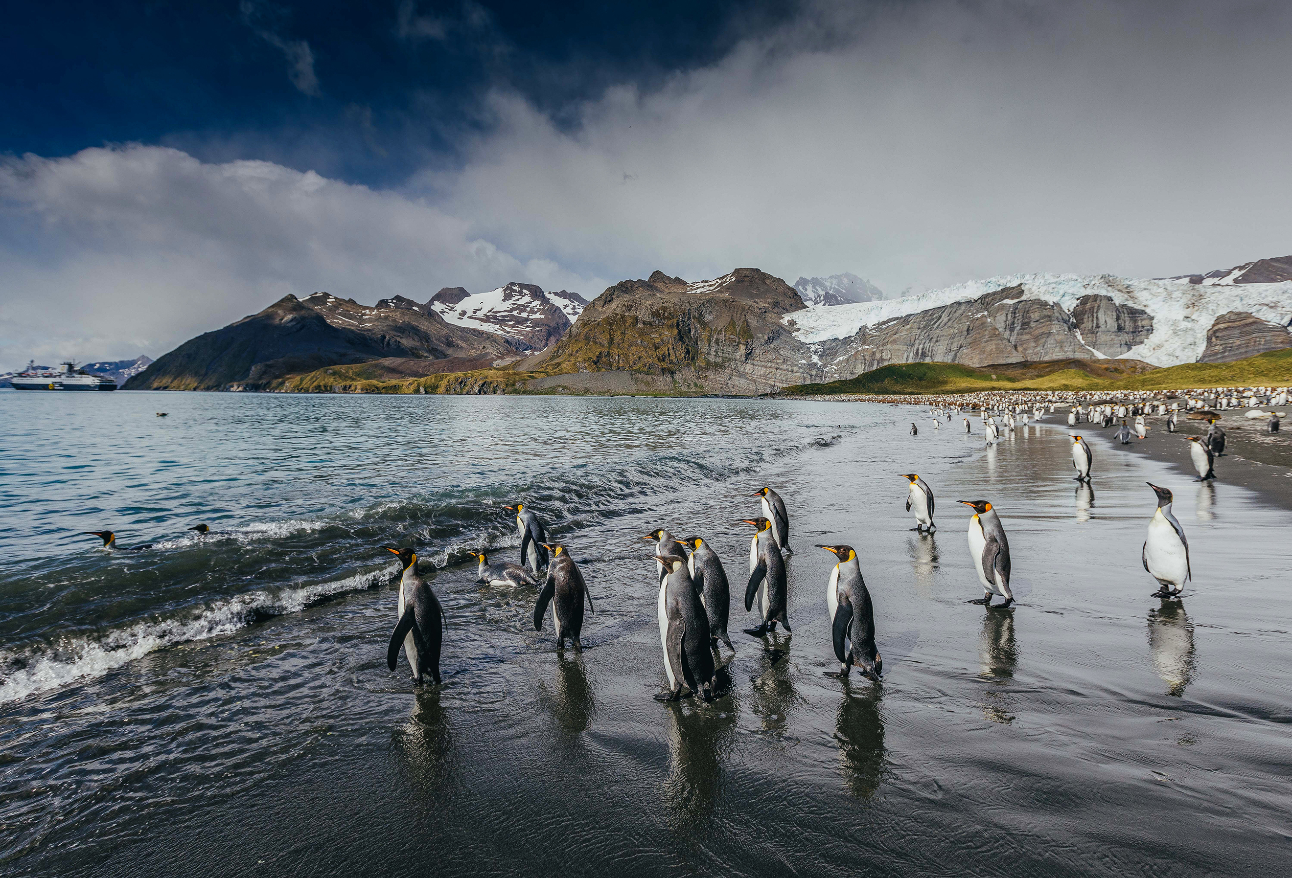 Penguin Colonies