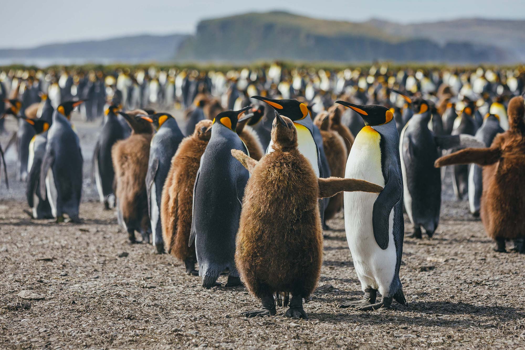 South Georgia & Antarctica- Penguin Safari