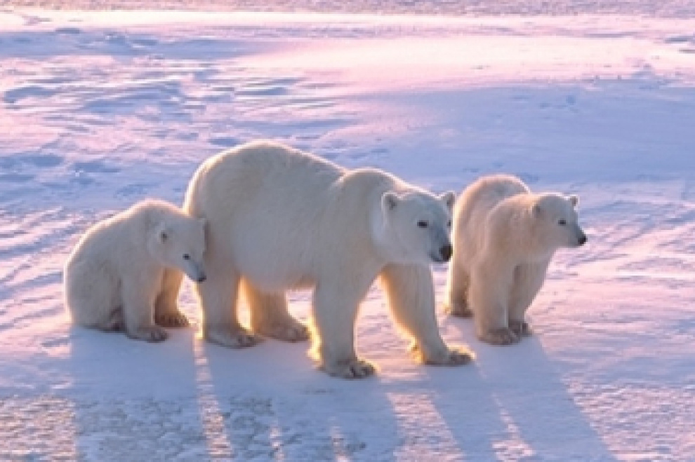 16 Commonly asked questions about the Arctic Region