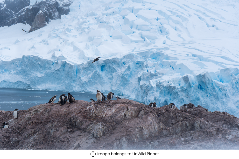 7 Expeditions that lead to the discovery of Antarctica