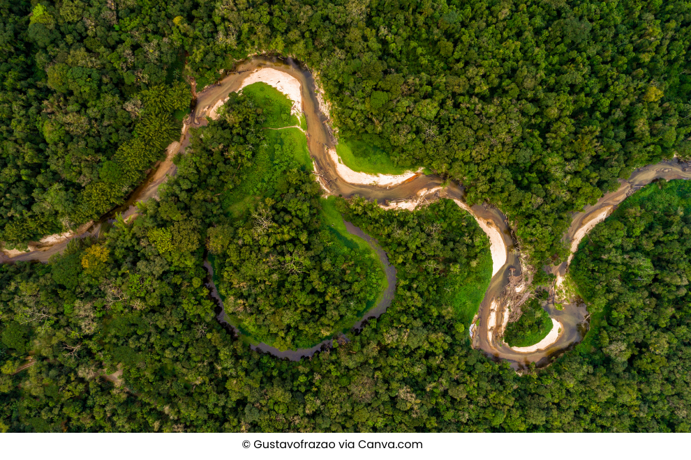 Amazon Rainforest - 1