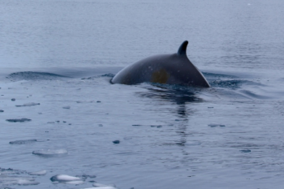 Commonly Asked Questions About Antarctica