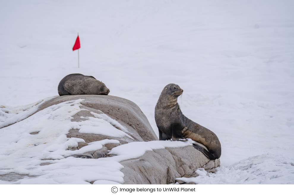 Commonly Asked Questions About Antarctica