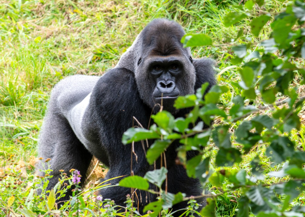 Gorilla
