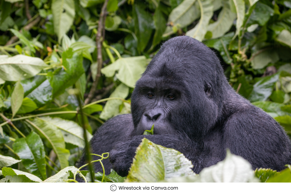 Gorilla