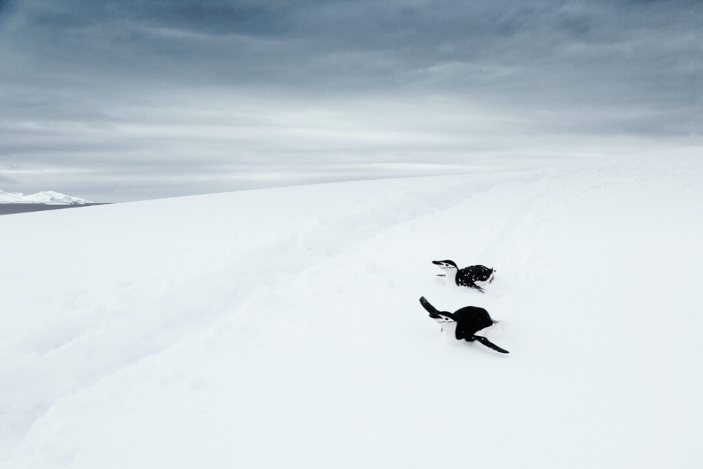 Penguins in Antarctica