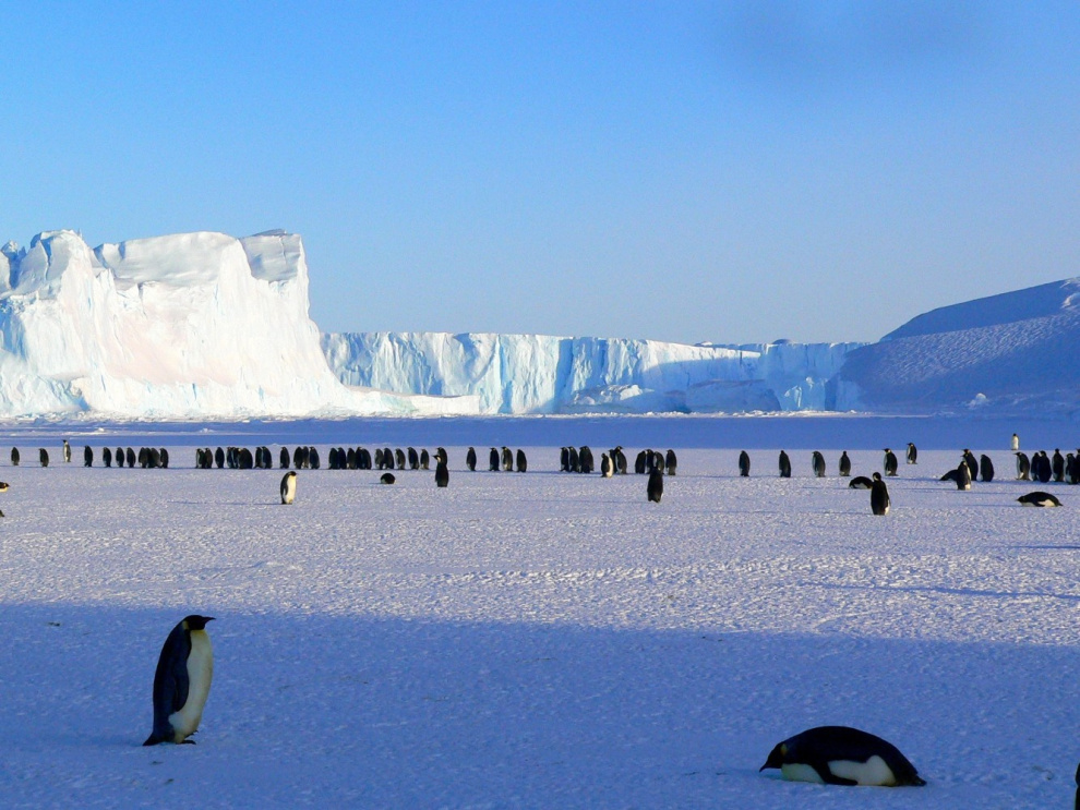 Penguins in Antarctica