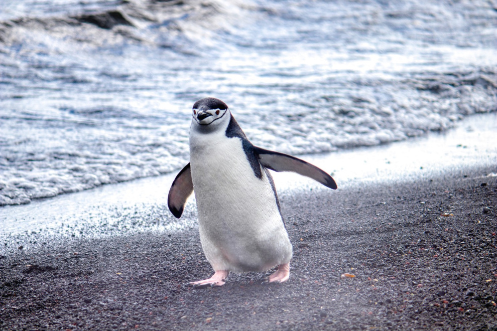 Penguins in Antarctica
