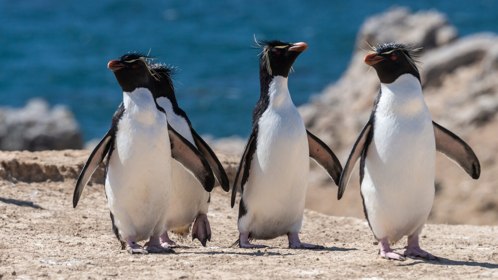 Penguins in Antarctica