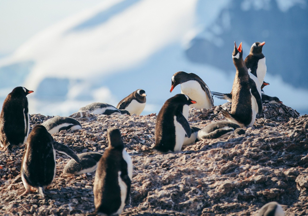 Penguins in Antarctica