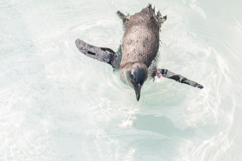 Penguins in Antarctica
