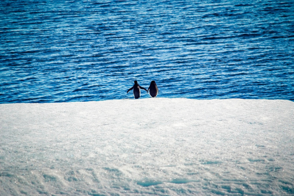 Penguins in Antarctica