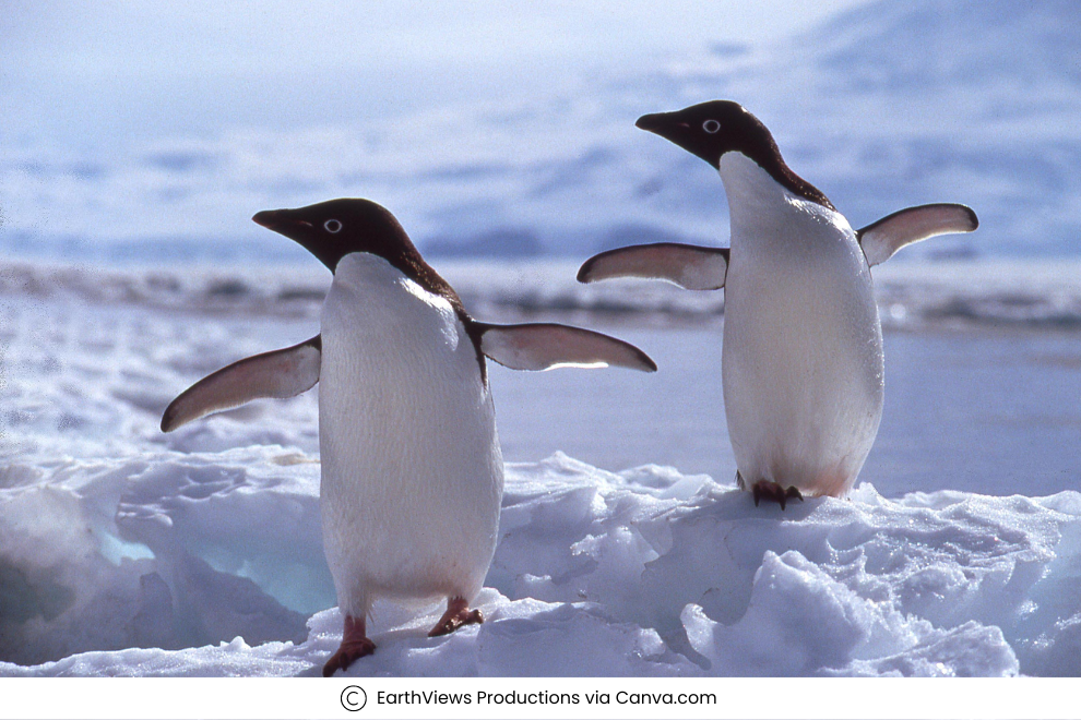 Penguins in Antarctica