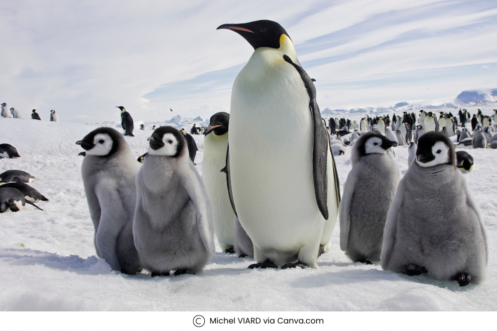 Penguins in Antarctica