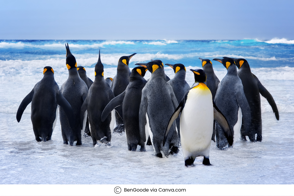 Penguins in Antarctica