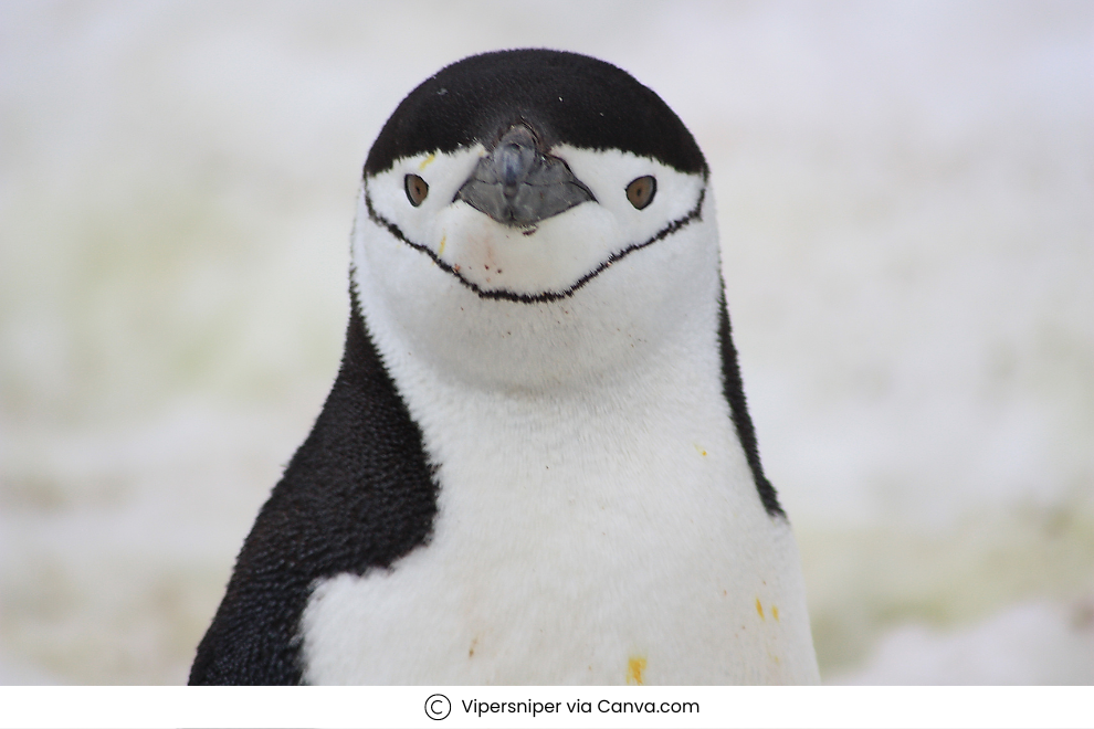 Penguins in Antarctica