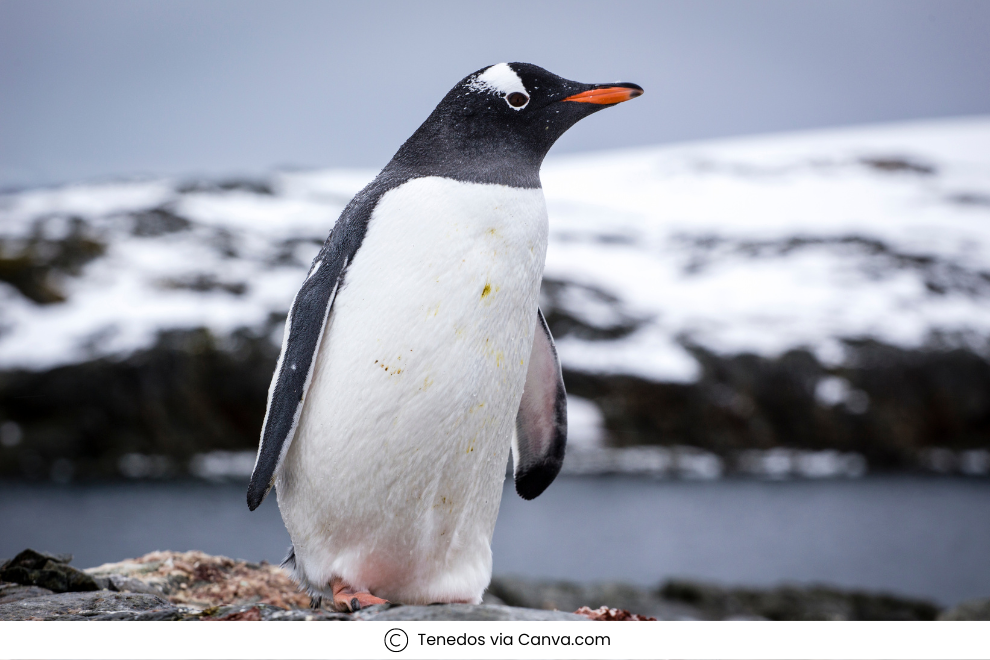 Penguins in Antarctica