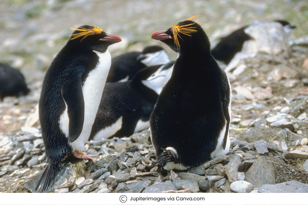 Penguins in Antarctica