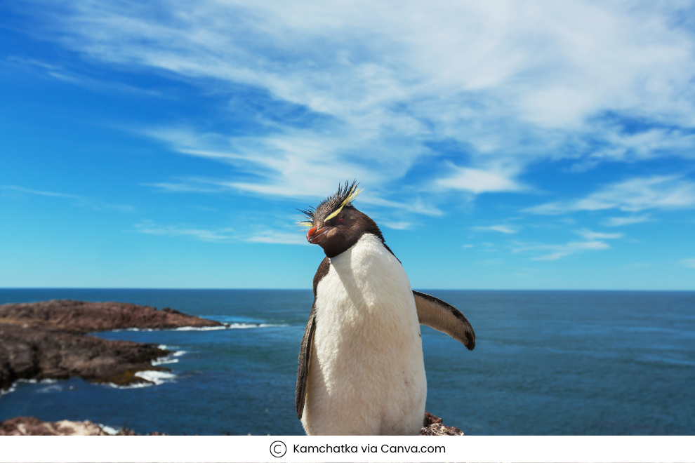 Penguins in Antarctica