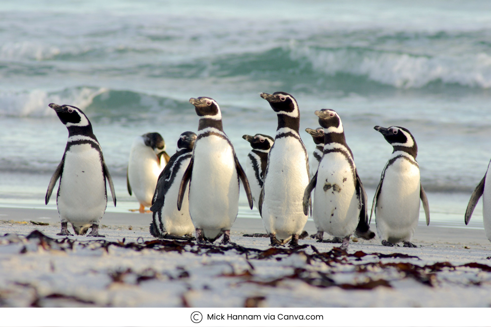 Penguins in Antarctica