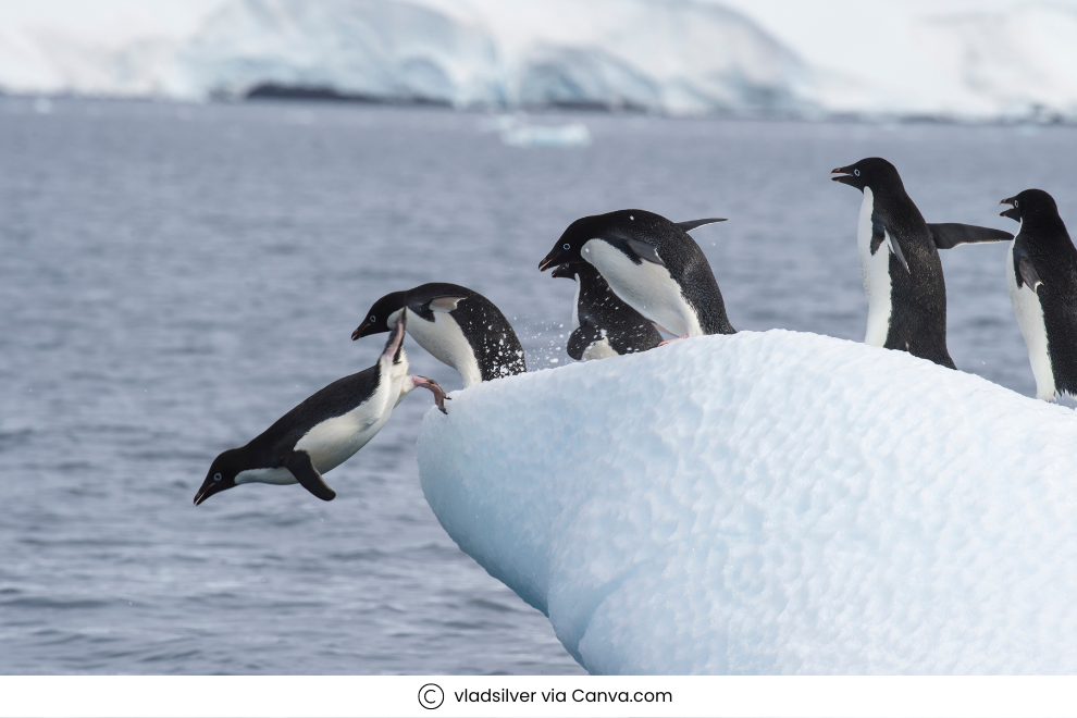 Penguins in Antarctica