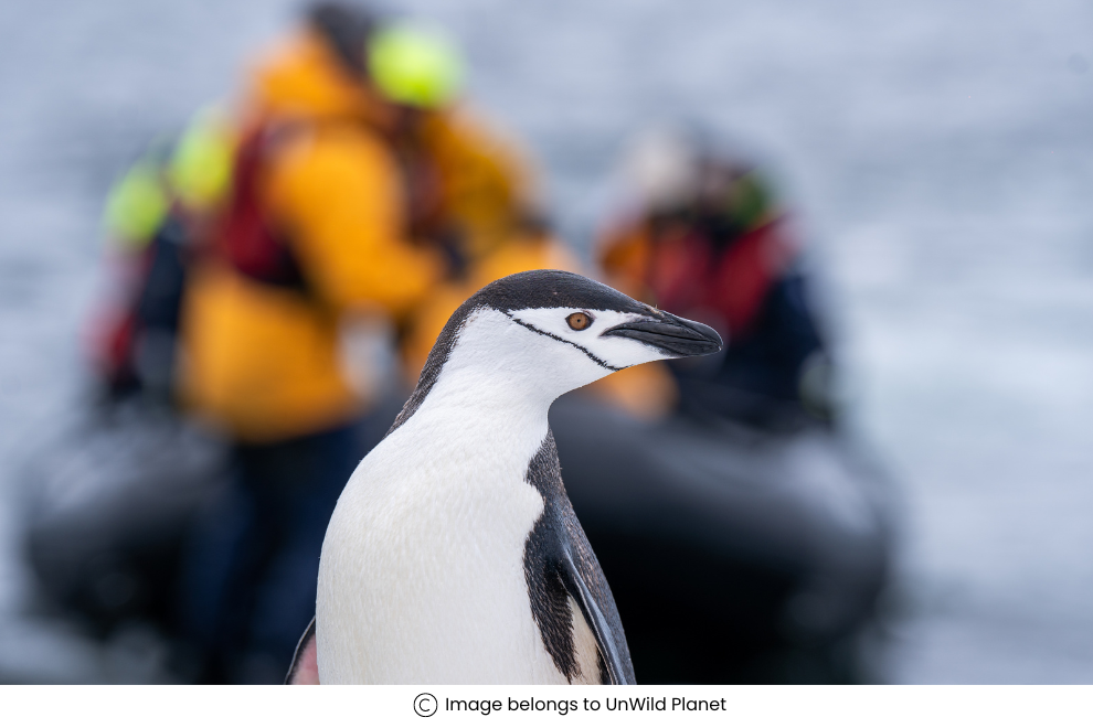 Penguins in Antarctica