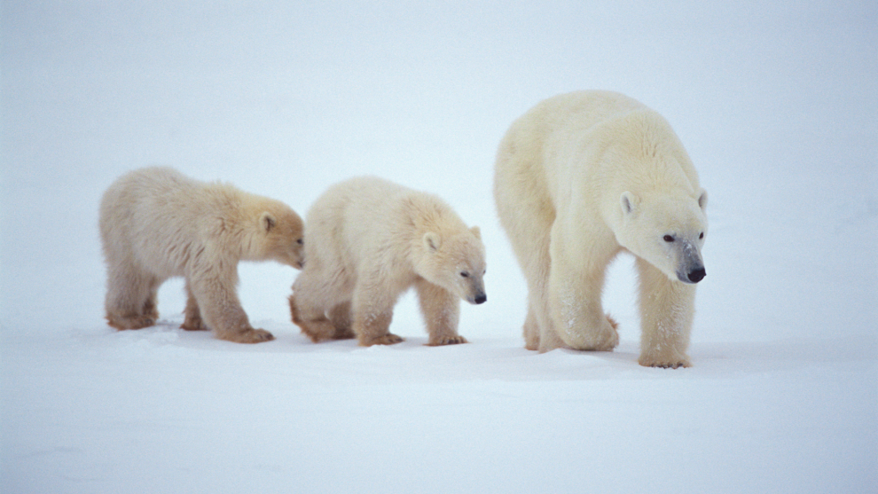 Polar Bear Migration - Svalbard - 1