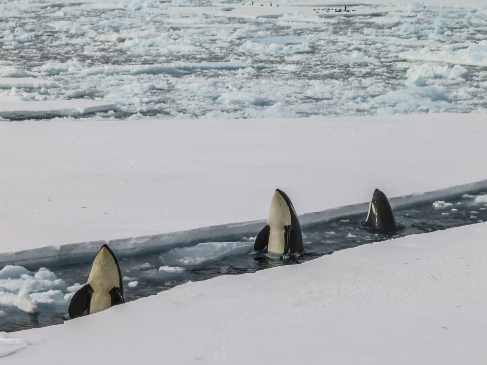 Seasons of Antarctica
