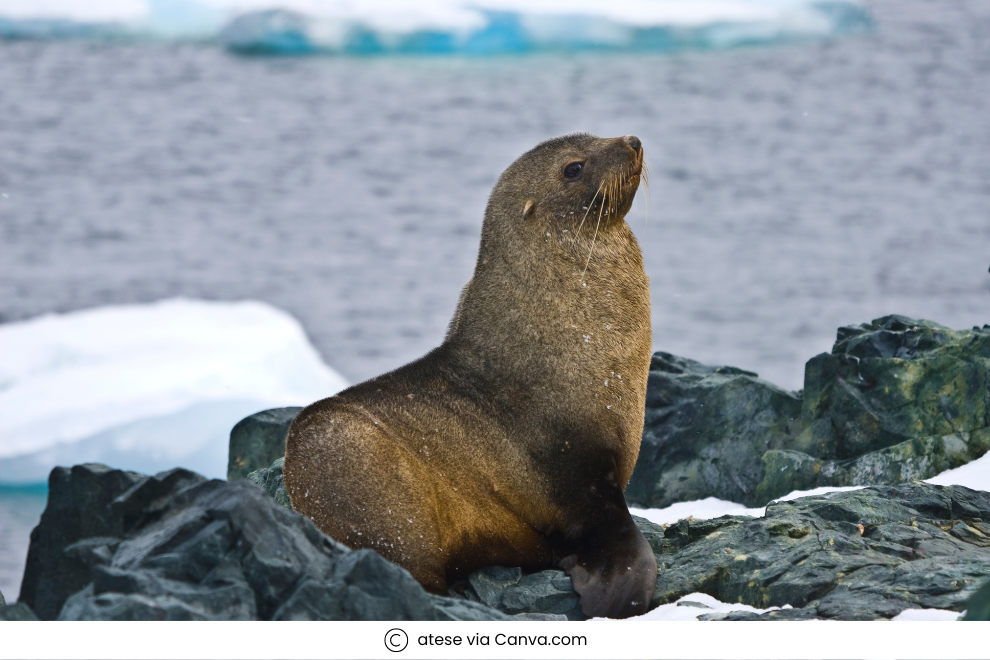 Seasons of Antarctica