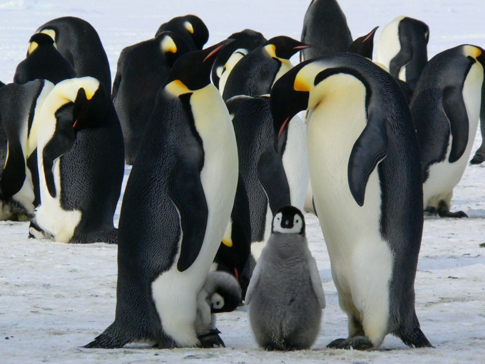 The life and behaviours of penguins in Antarctica
