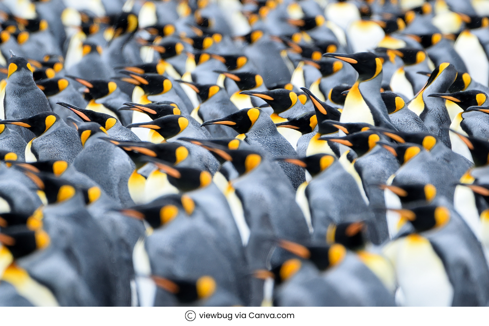 The life and behaviours of penguins in Antarctica