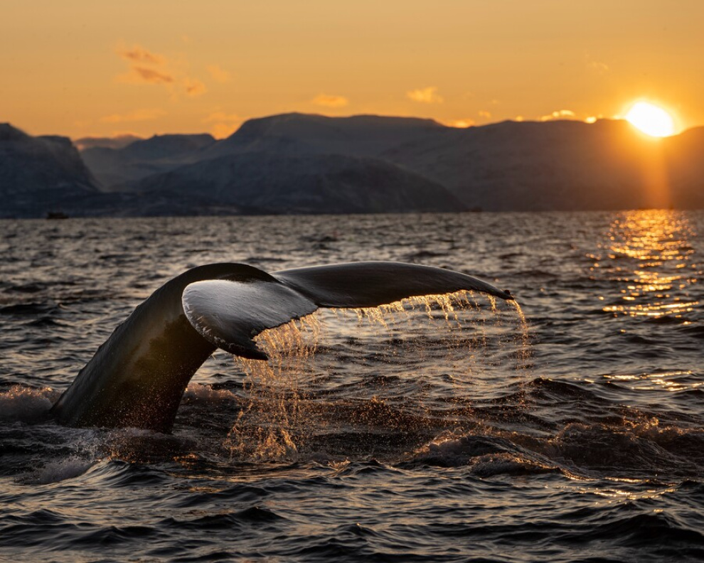 Whale-watching in Antarctica