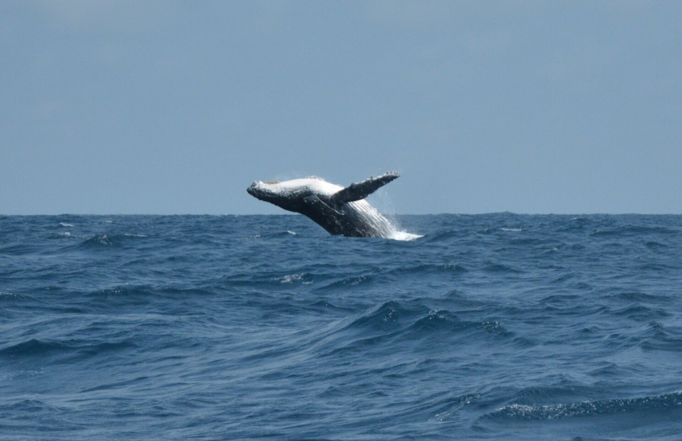 Whale-watching in Antarctica