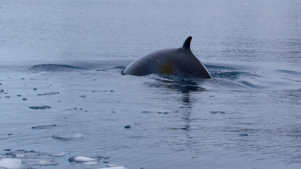 Whale-watching in Antarctica