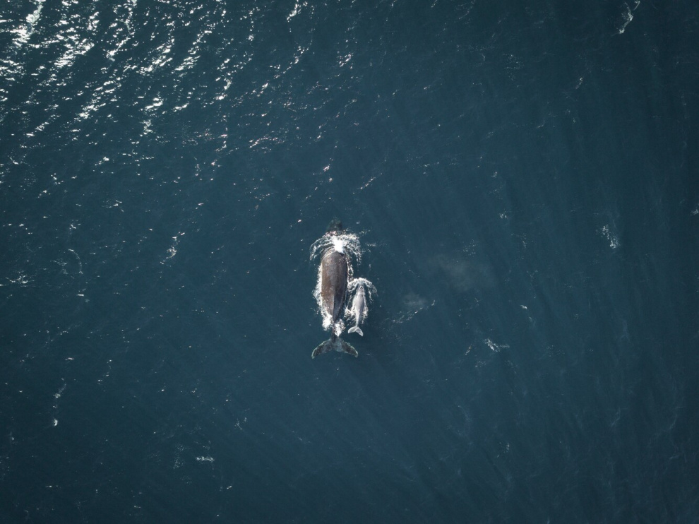 Whale-watching in Antarctica