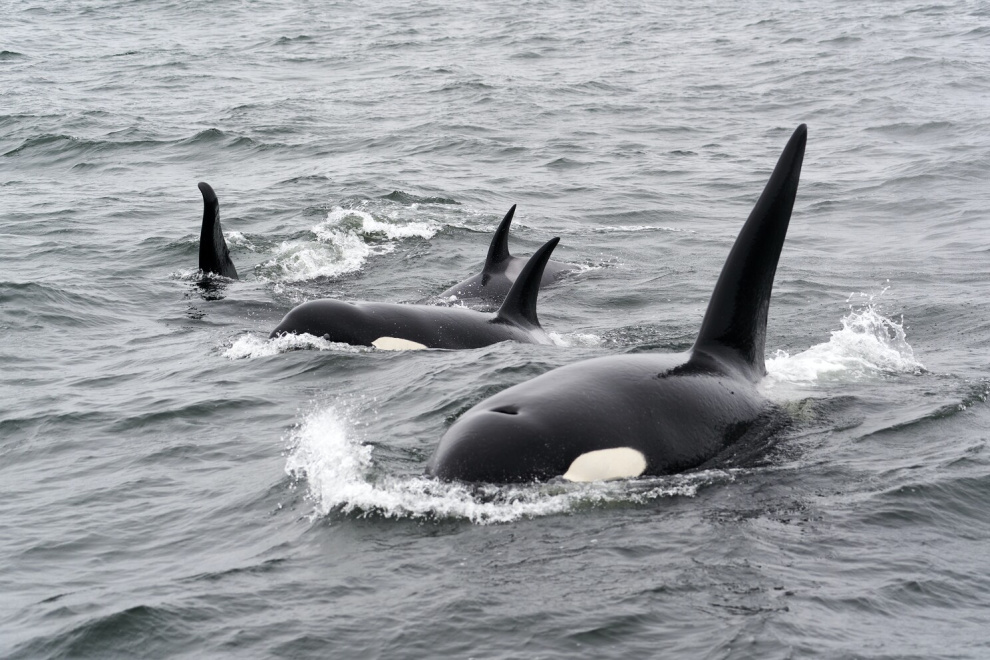 Whale-watching in Antarctica