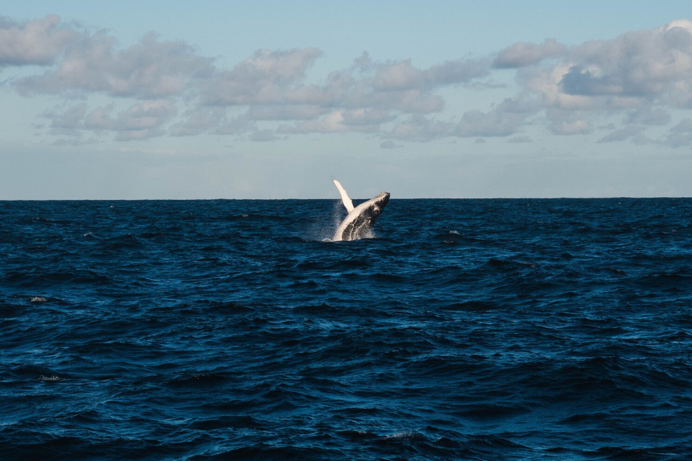 Whale-watching in Antarctica
