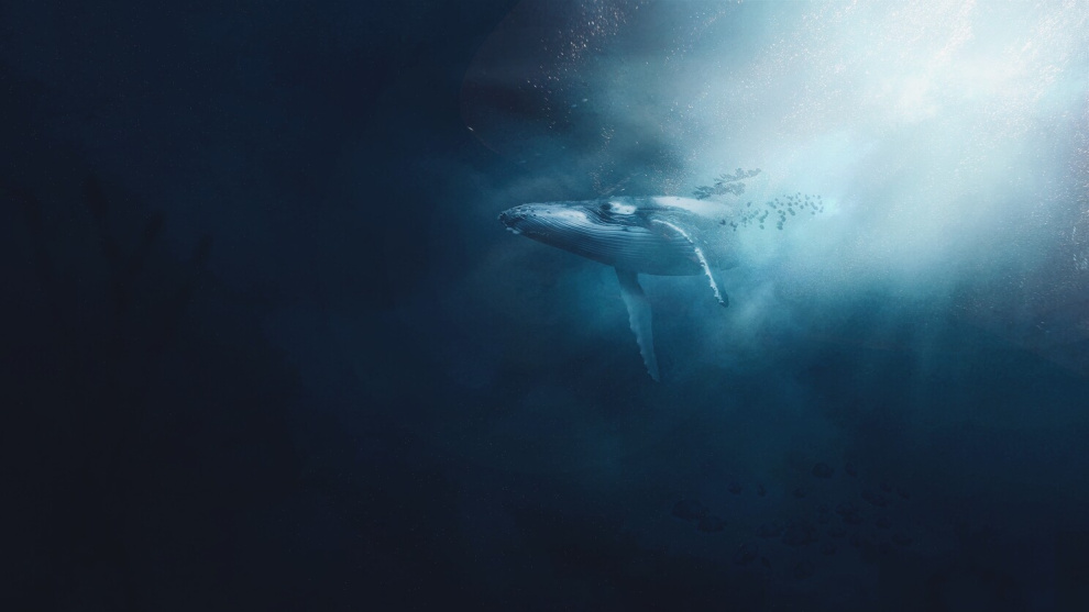 Whale-watching in Antarctica