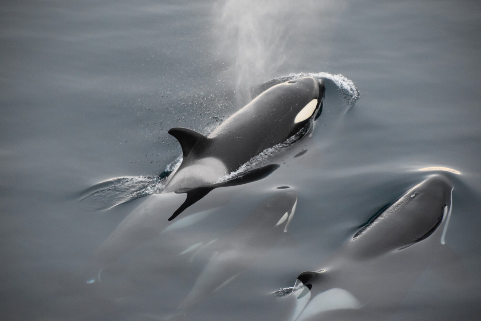Whale-watching in Antarctica