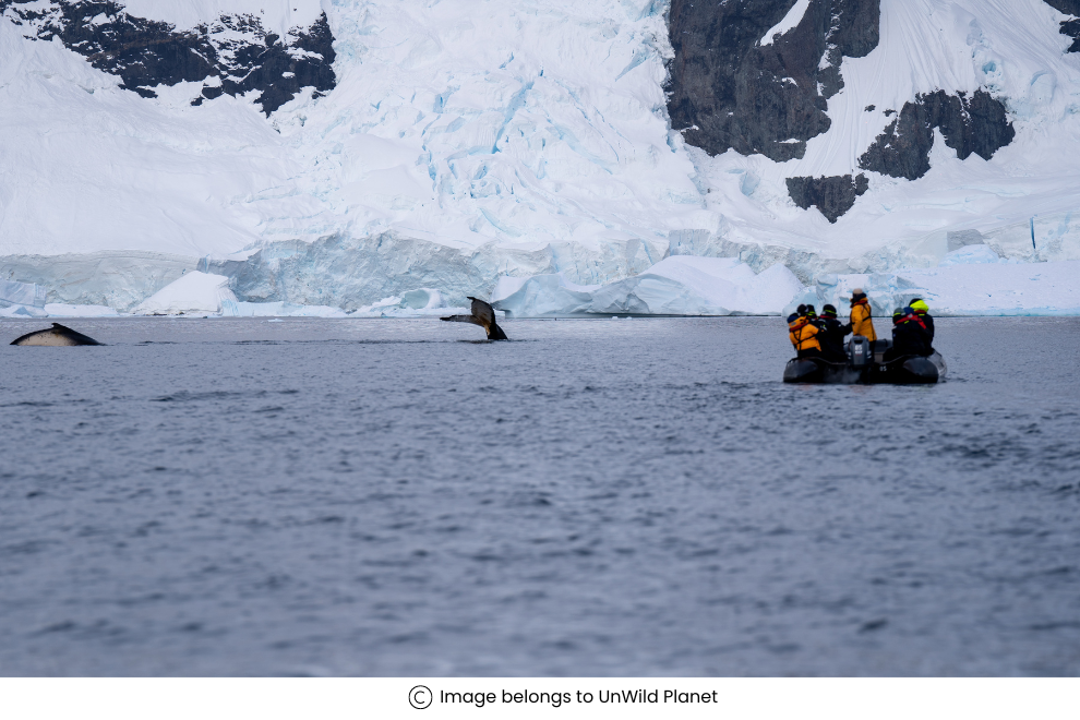Whale-watching in Antarctica