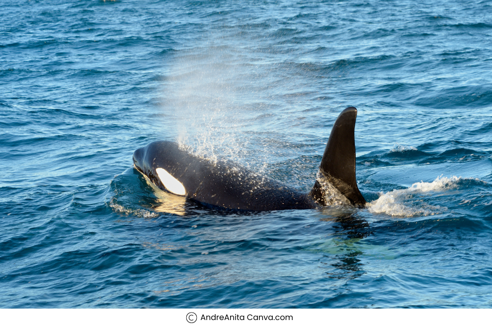 Whale-watching in Antarctica